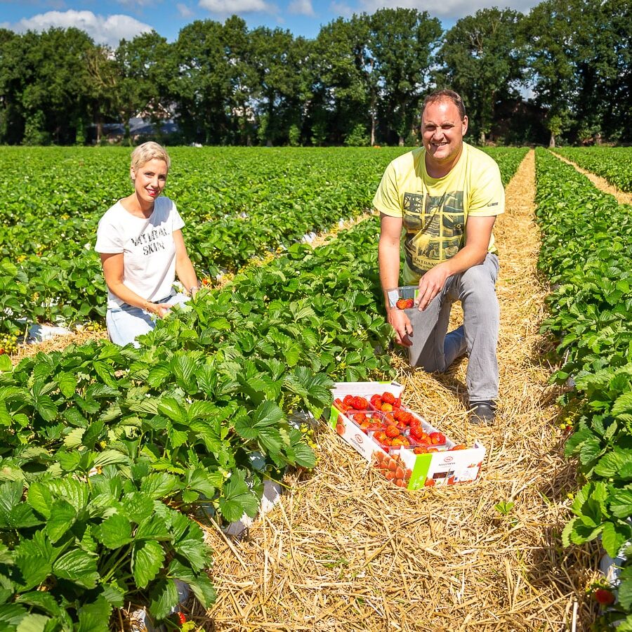 Boer Goetstouwers - aardbeien